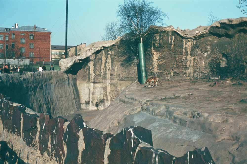 Тигр (найімовірніше – амурський) у вольєрі Московського зоопарку